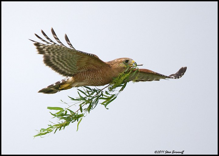 _1SB1755 red-shouldered hawk with nesting material.jpg